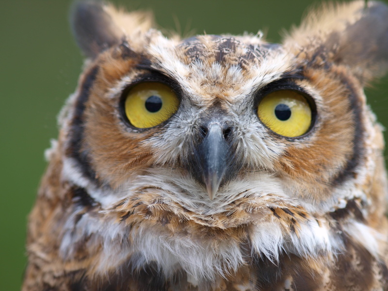 looking at camera, bird of prey, outdoors, owl, one animal, eagle, animals in the wild, day, owls, bird, no people, vertebrate, yellow eyes, animal body part