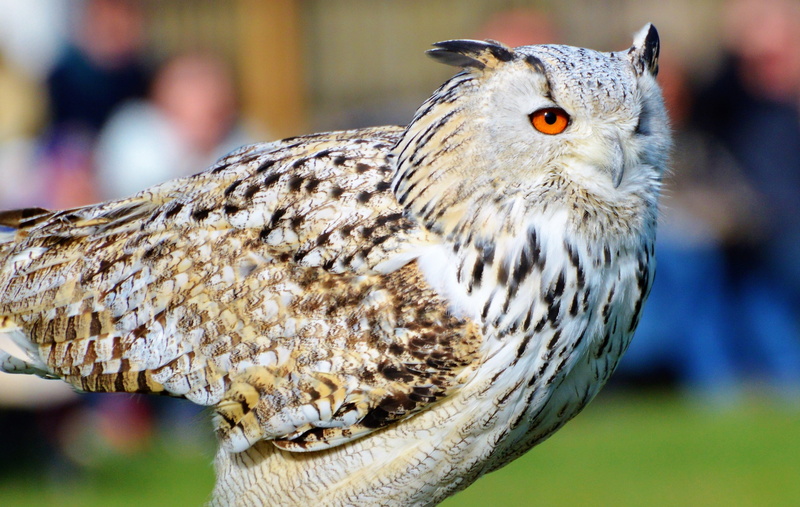 looking at camera, selective, hunting, white, brown, owl, day, wild bird, bird, animal eye, feather, animal body part, portrait, eagle owl, wildpark poing