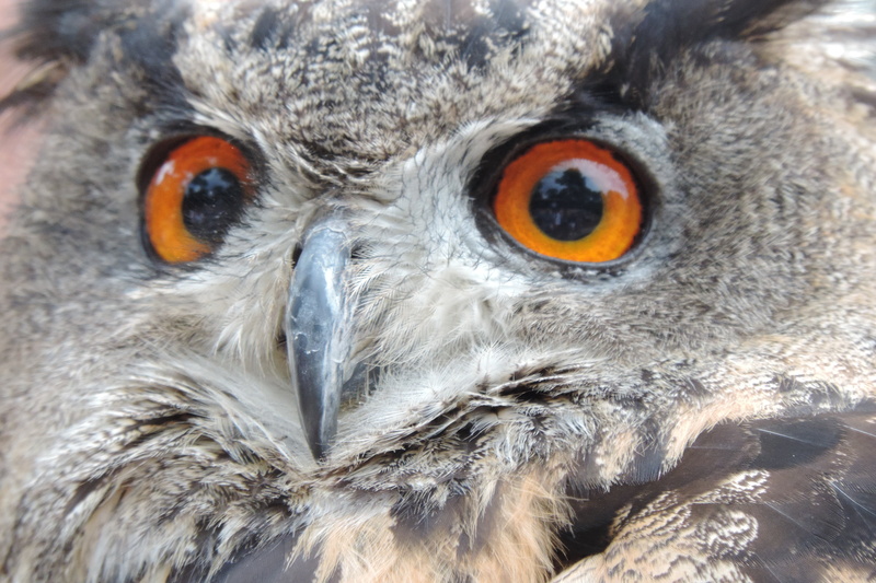 one animal, focus on foreground, feather, view, animal themes, eurasian eagle european owl, raptor, animal Head, carnivore, beak, eye, outdoors, nocturnal