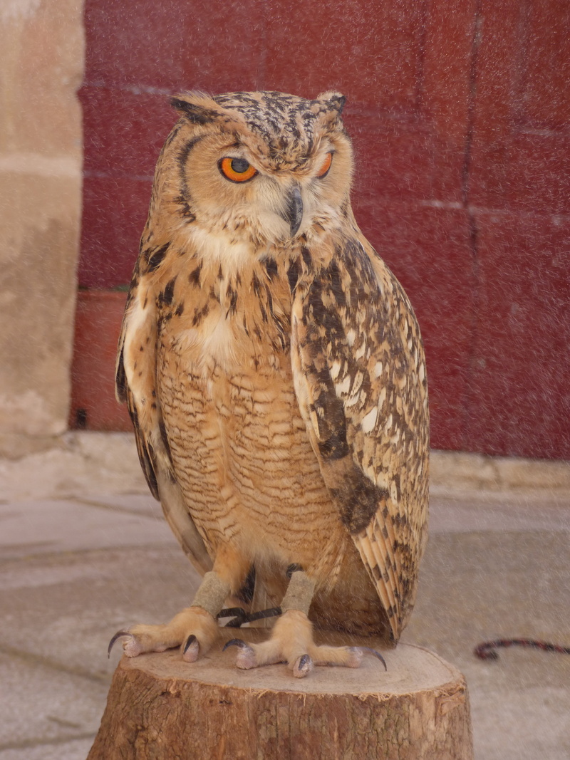 bird, eagle, owl, vertebrate, eurasian, animal wildlife, front view, day, malta, european, close-up, falconry, animals in the wild, full length, no people