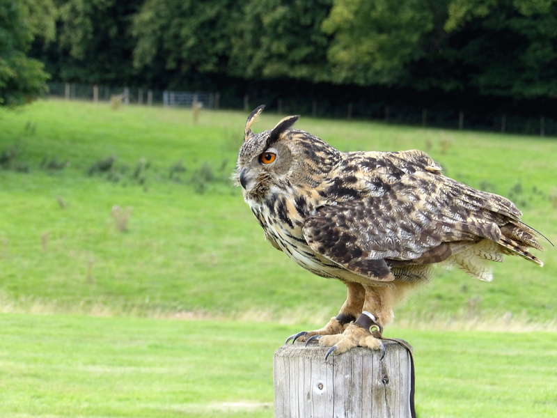 big, bird of prey, eurasian eagle owl, vertebrate, grass, land, no people, beak, animal themes, green color, wild, wooden post, orange, eagle, animals in the wild