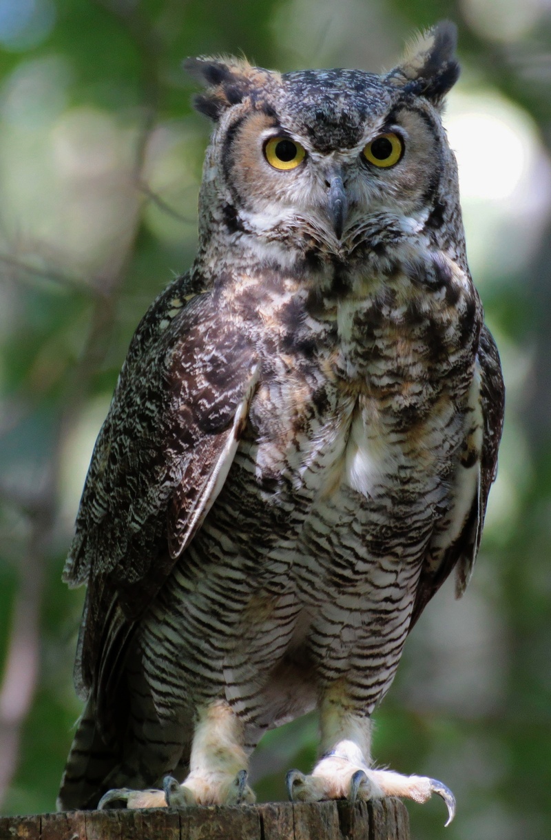 animals Hunting, eagle, beak, bird of Prey, pharaoh eagle owl, feather, owl, vertebrate, eyes, wildlife, animal, photography, portrait, wise, looking at camera