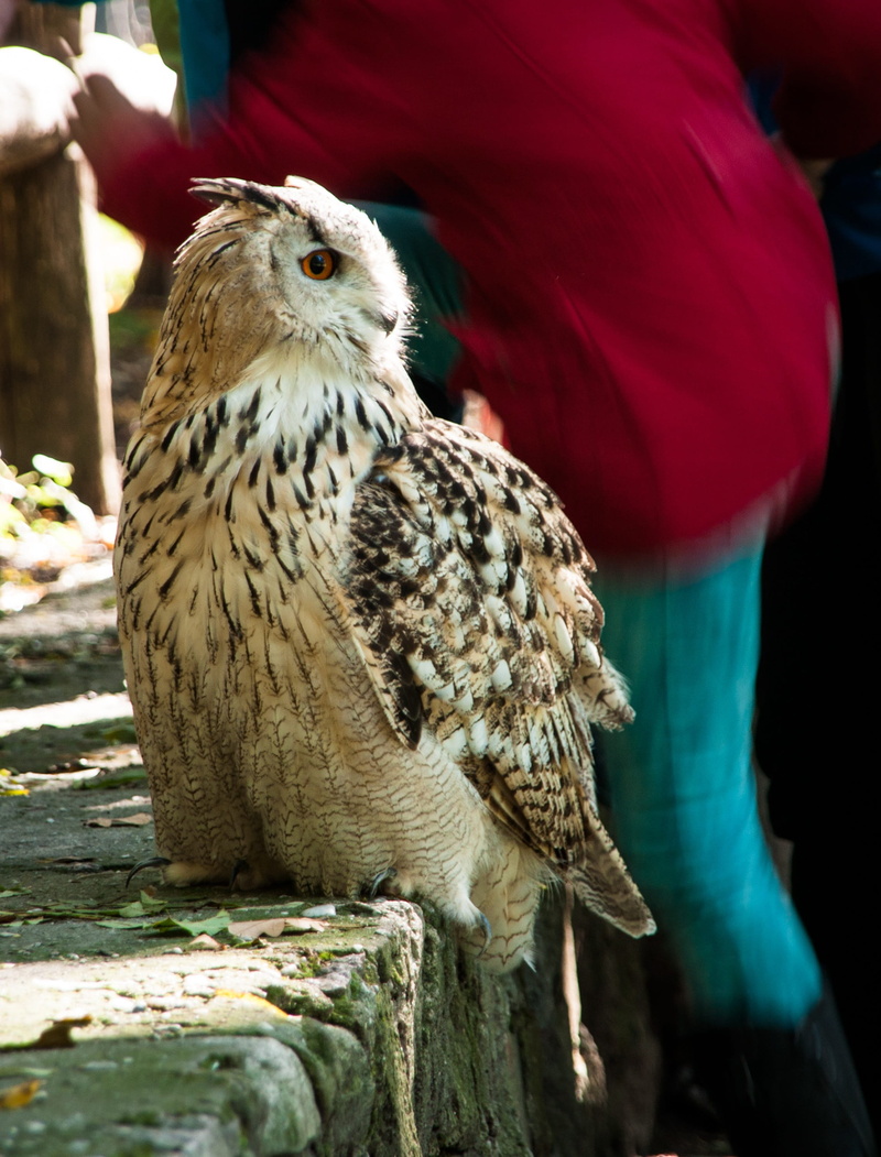 wild bird, animal wildlife, plumage, perching, bird, wooden post, animals in the wild, animals, one animal, wood - material, day, people, eurasian, close-up