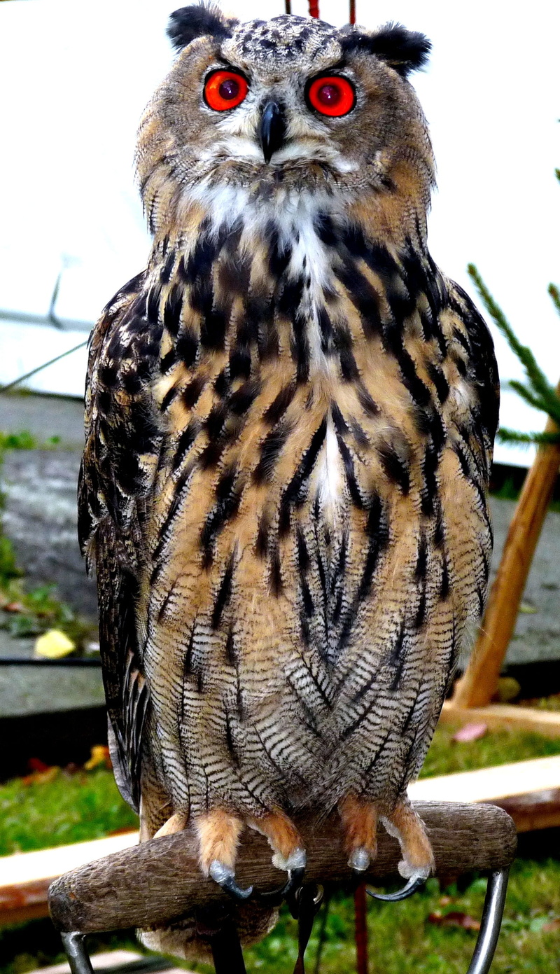 close-up, close, one animal, vertebrate, looking at camera, wood, rarely, wood - material, no people, tree, outdoors, bird, portrait, animal themes, animal