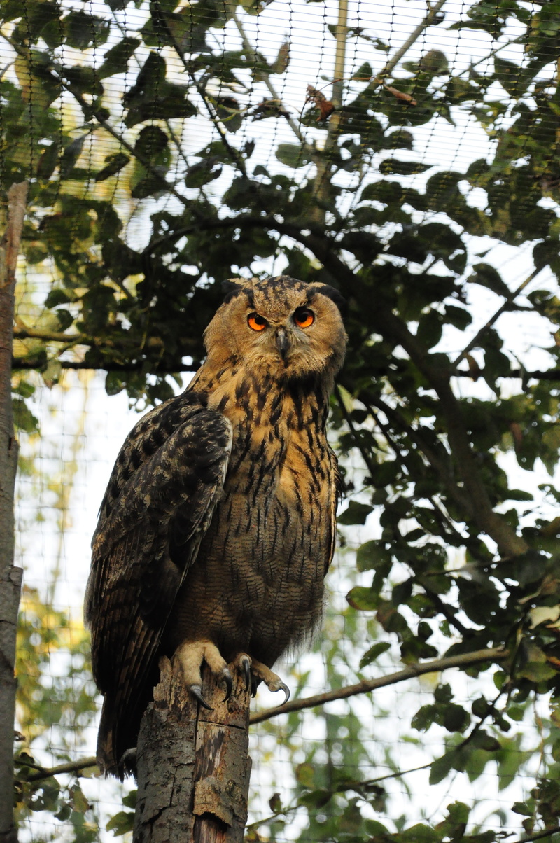 animal wildlife, bird of prey, animal themes, owl, branch, focus on foreground, animals in the wild, eurasian eagle owl, portrait, night active, animal