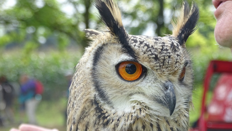 owl, bird of prey, day, portrait, vertebrate, one animal, animal head, eurasian eagle owl, animals in the wild, bird, 5K, animal, close-up, focus on foreground