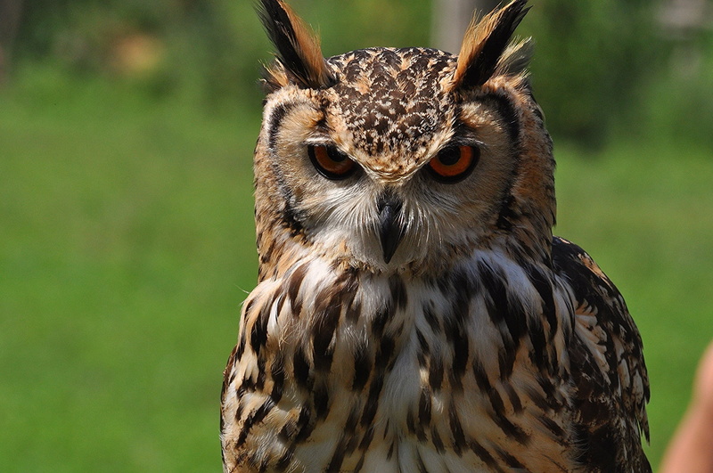 nocturnal, front view, animal themes, body part, 1080P, predator, falcon - bird, looking, animal eye, animal, close-up, animals in the wild, eye, no people