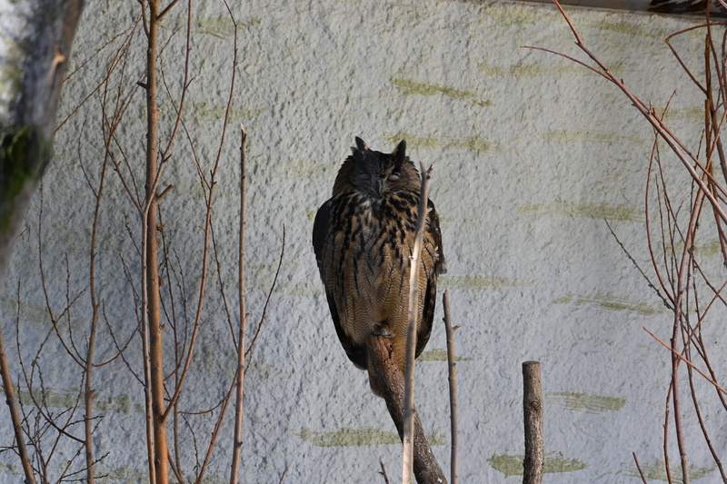 animal wildlife, branch, domestic, animals in the wild, nature, one animal, mammal, eurasian eagle owl, animal world, owl, bird, 8K, cat, animal, no people