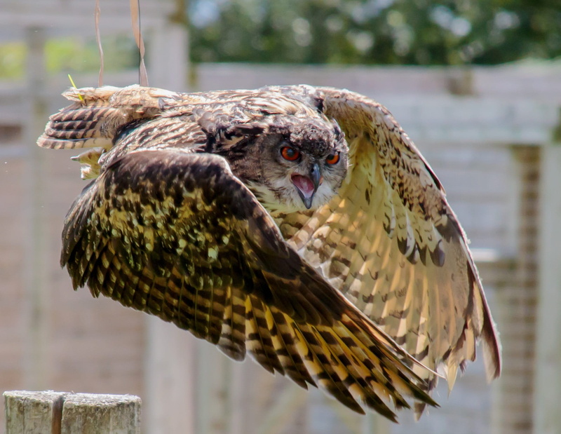 photo, 1080P, prey, eagle owl, hunter, predator, owl, day, focus on foreground, animals in the wild, black, eagle, eagle-owl, wild, flying, bird, feather