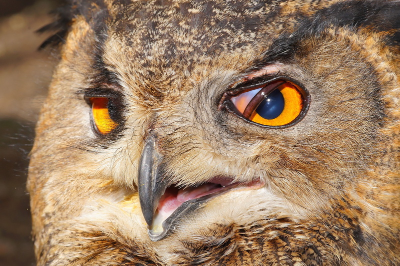 bill, Eagle Owl, focus on foreground, animal, photography, plumage, s, outdoors, close-up, no people, beak, Bird, owl, eurasian eagle european owl, animal mouth