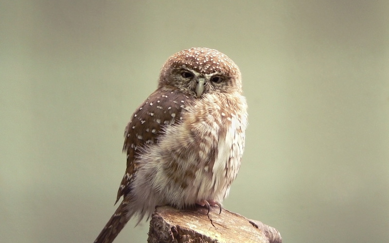 day, nature, portrait, perching, branch, close-up, owl, beak, brown, birds, animal eye, vertebrate, animal, focus on foreground, animals in the wild, animal themes