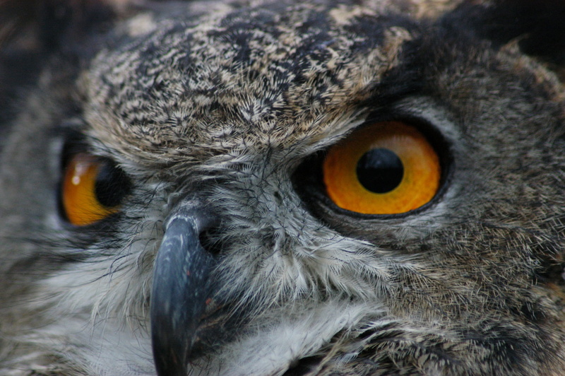 owl, alertness, eagle-owl, animal themes, vertebrate, ominous, bird of prey, nature, bird, 1080P, animal eye, eye, animal body part, european, gray, no people