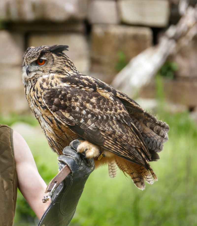 feather, animal, one animal, 2K, flying, wild bird, raptor, day, animal portrait, hand, bird of prey, focus on foreground, human body part, human limb