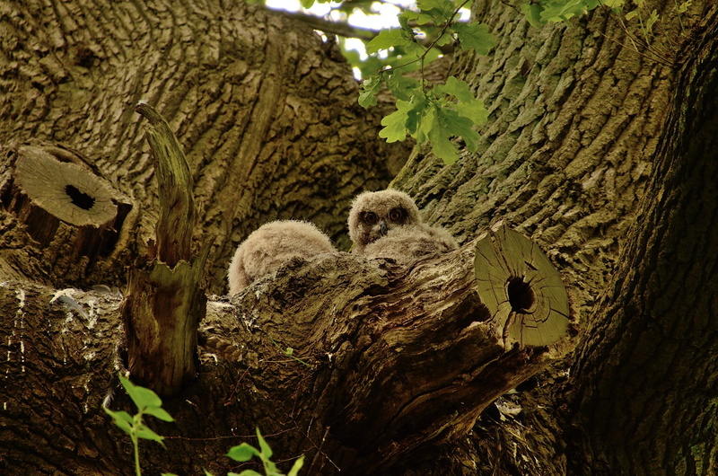 nature, uhunest, forest, mammal, owl, trunk, animal, day, young bird, plant, eurasian eagle european owl, tree, animal themes, tree Trunk, moss, animal family