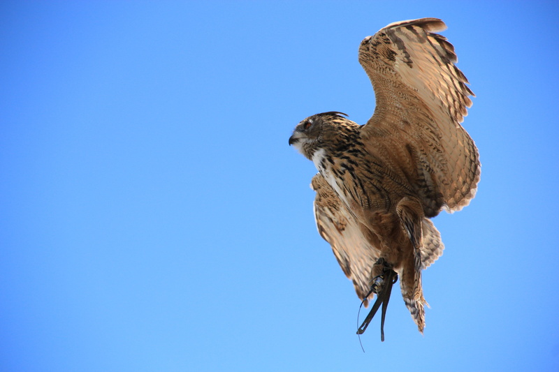 one animal, 5K, outdoors, blue, sunny, animals in the wild, wildlife, animal, animal themes, night active, flying, clear sky, eagle owl, day, owl, feather