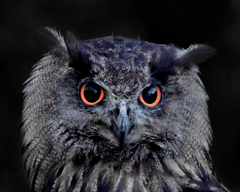 looking at camera, plumage, vertebrate, raptor, bird, one animal, forest, eye, owl, lighted eyes, feather, focus, view, night, night active, close-up, 5K