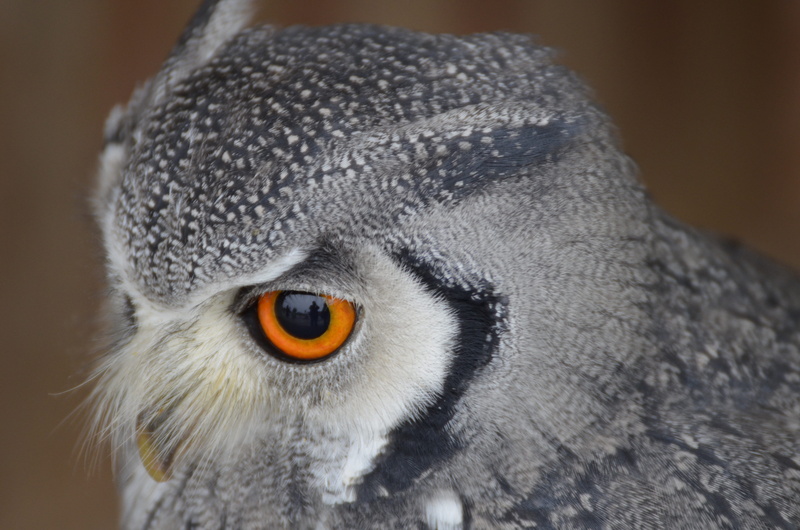 animal portrait, animal body part, 4K, looking at camera, vertebrate, portrait, birds, raptor, bird of prey, no people, close-up, animal themes, eurasian eagle european owl