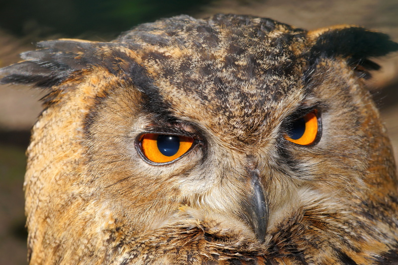 plumage, bill, lighted eyes, animal themes, outdoors, vertebrate, close, one animal, bird, animal portrait, brown, owl, nature, looking at camera, nocturnal