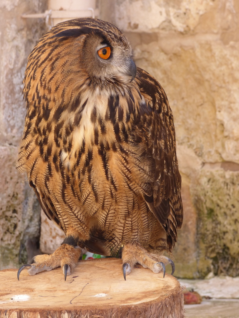 large, 4K, animal wildlife, european, wall - building feature, outdoors, zoo, eagle-owl, Owl, bird of prey, animals in the wild, Prey, day, Hunter, perching