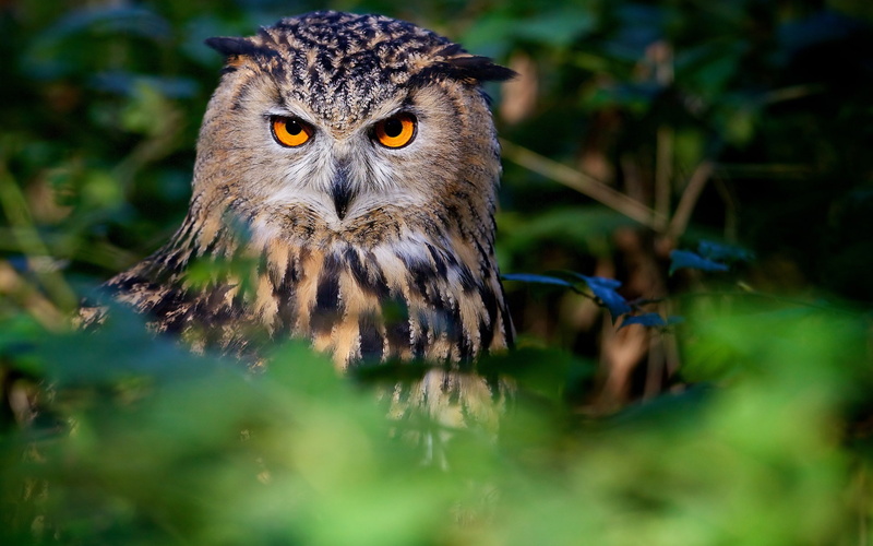 Eyes, Bird, Owl, 1080P, Forest, Face