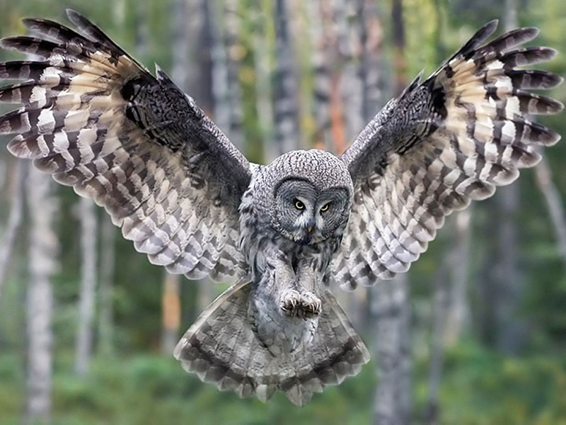statue, spread wings, Birds, no people, gray, day, close-up, animal, brown, animal wildlife, animals in the wild, Animals, vertebrate, forest birds, religion