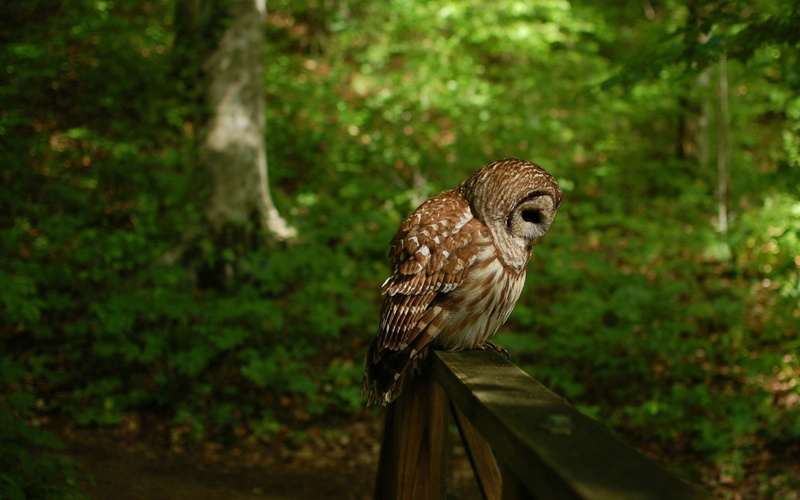 predator, day, animal wildlife, hd, no people, forest, vertebrate, one animal, close-up, plant, land, eagle, focus on foreground, owl, 2K, bird of prey