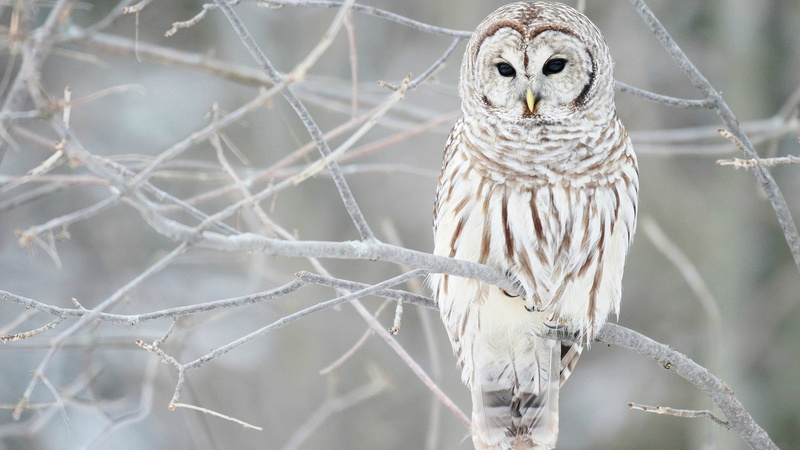 branch, perching, fence, animal themes, animal wildlife, 1080P, day, animal, animals in the wild, focus on foreground, no people, bird, one animal, tree