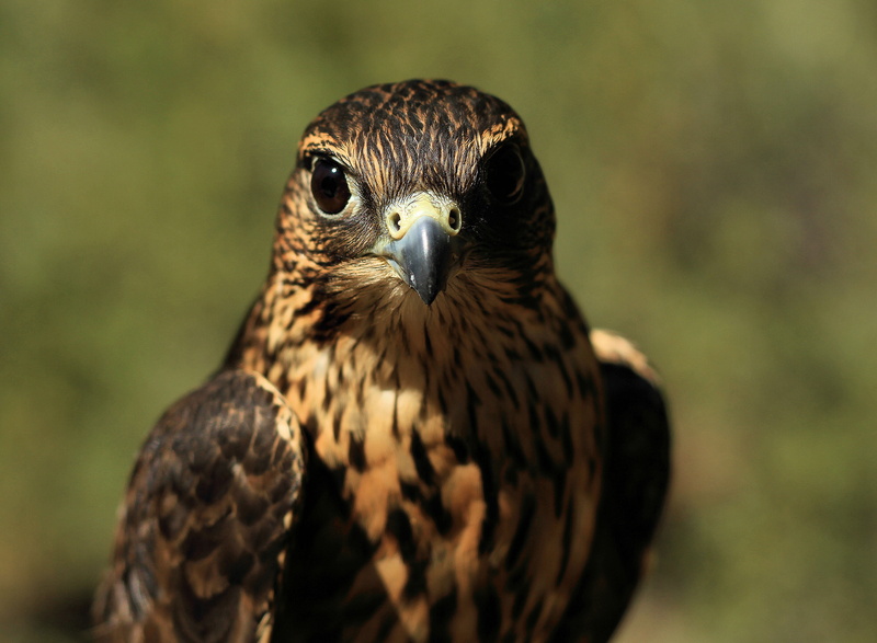 4K, close, animals In The Wild, brown bird, raptor, animal Eye, birds of prey, research, Oregon  High Desert, ecology, bird, photography, bird watching