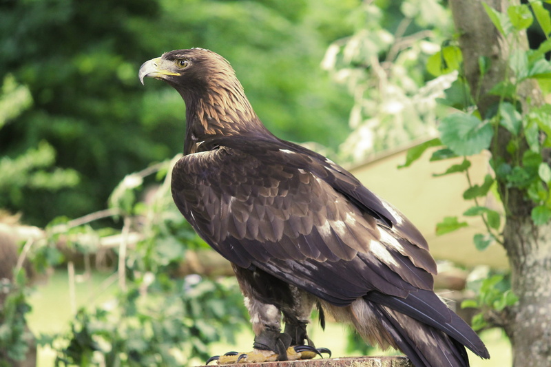 bill, one animal, animals in the wild, yellow, 4K, close-up, animal world, sitting, aquila chrysaetos, nature, animal, eagle, bird of prey, adler, vigilant