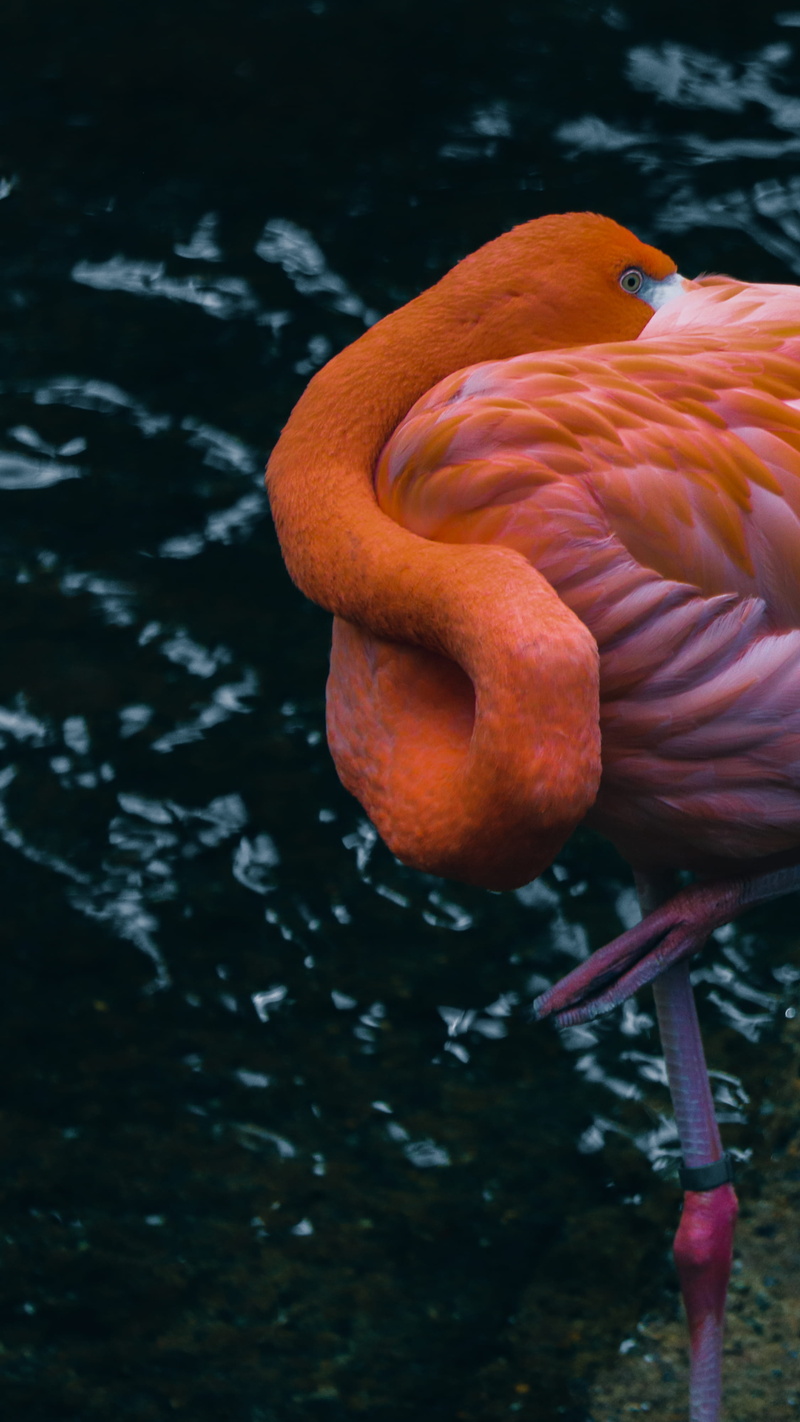 aviary, orange color, river, pink color, beak, sea, vertebrate, zoo, 4K, animal body part, united states, wing, animals in the wild, zoology, asleep, swimming