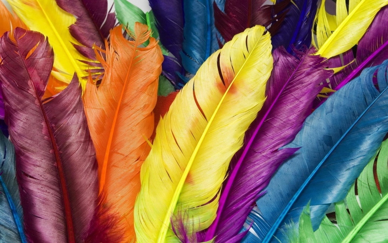blue, purple, 1080P, feathers, yellow, birds, colorful, ornithology, red