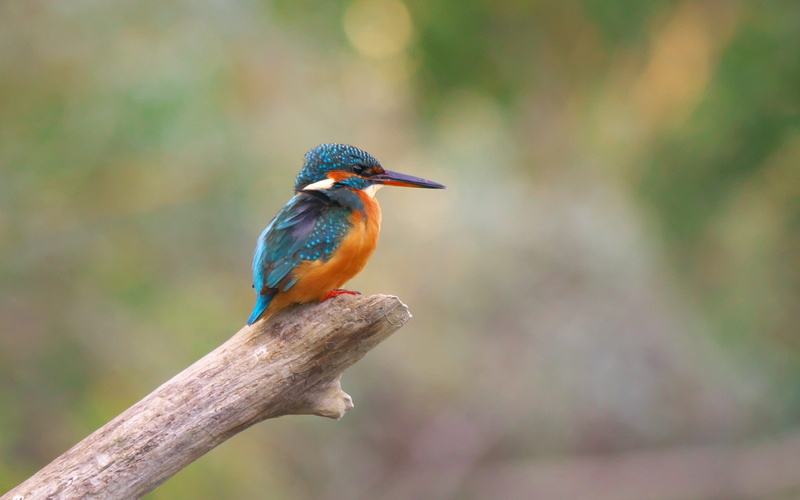 standing, full length, branch, looking, beak, photography, no people, blue, birds, selective, ornithology, bird, martin fisher, beauty in nature, animal