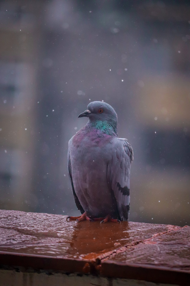 beauty in nature, feathers, selective focus, water, animal wildlife, animals in the wild, bird, full length, wings, pigeon, blurred background, photography