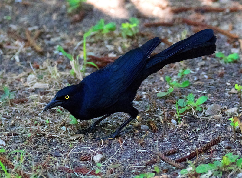 cuba, natural, animal, yellow eyes, animal themes, animal wildlife, land, ground, selective focus, day, animals in the wild, caribbean, great-tailed grackle
