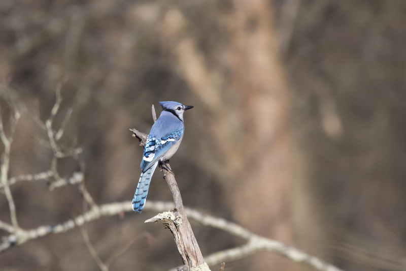 animal themes, close-up, bird, wings, environment, feathers, wire, perching, one animal, blur, colorful, vertebrate, fence, wildlife, no people, small