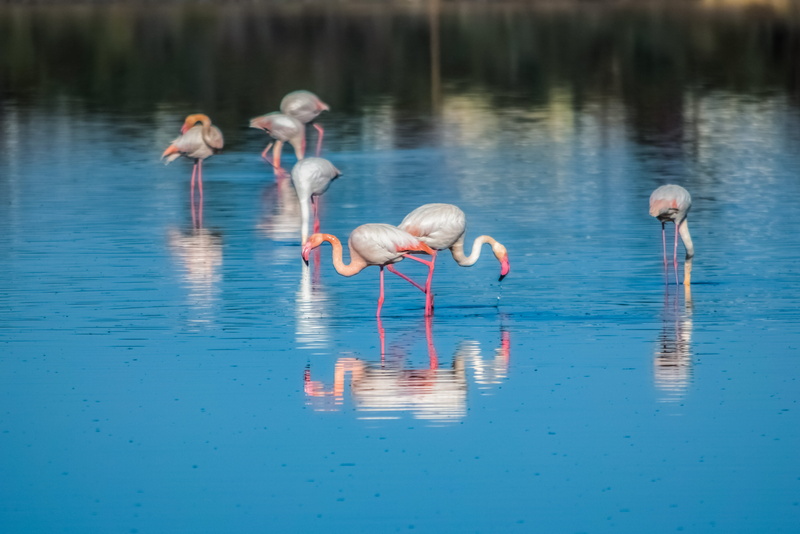 animal neck, pink color, beautiful, bird watching, nature, alyki, drinking, vertebrate, water, outdoors, animals in the wild, beauty in nature, 4K, wading
