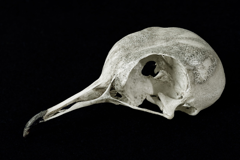 bird, animal body part, ornithology, indoors, human skeleton, education, bill, still life, 4K, bones, studio shot, animal skeleton, healthcare and medicine