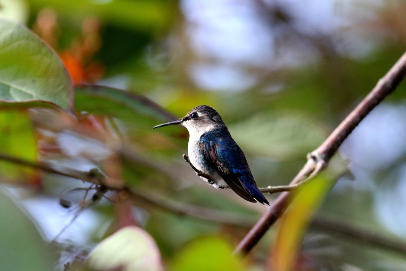 small, environment, close-up, blue, vertebrate, animal wildlife, animal, no people, plumage, perched, garden, beauty in nature, park, plant part, green