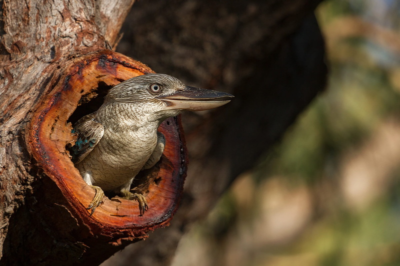 beak, close-up, vertebrate, tree, animal wildlife, wing, feather, animals in the wild, environment, wildlife, tree trunk, focus on foreground, animal head