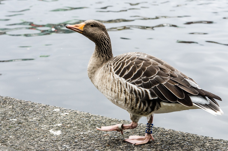 goose, zoology, bird, park, 4K, water, urban, no people, one animal, wings, focus on foreground, animal wildlife, vertebrate, beak, ornithology, city