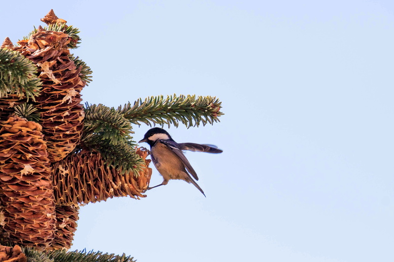 pine, vertebrate, low angle view, pine cones, blue, madrid spain, eating, my yard, flying, fauna, tree, wildlife, animal wildlife, no people, ornithology