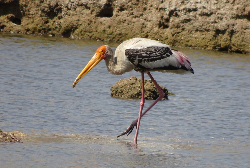 lake, stork, water, ornithology, mycteria leucocephala, fauna, waterfront, india, no people, animals in the wild, animal wildlife, nature, animal, focus on foreground