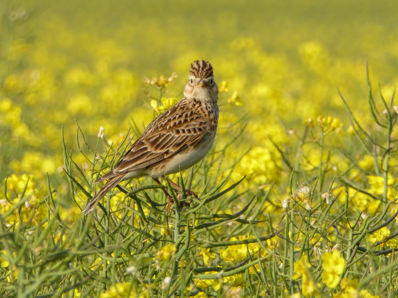 european, skylark, no people, full length, fauna, plant, nature, animals in the wild, songbird, animal wildlife, outdoor, 4K, oilseed, passerine, day