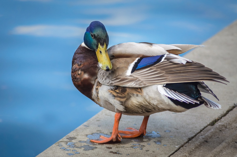 4K, fowl, vertebrate, bird, perching, feather, poultry, animal, beak, close-up, wildlife, nature, one animal, duck, outdoor, ornithology, avian, full length
