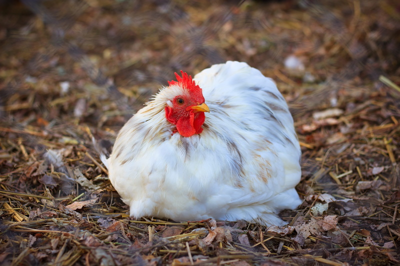 animal themes, outdoors, farm, male, white, m, day, domestic, portrait, rooster, bird, land, crest, vertebrate, chick, agriculture, animal, chicken, pets