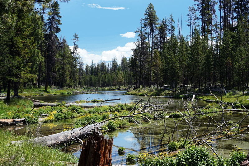 stream, growth, landscape, fall river, land, forest, outdoors, nature, non-urban scene, tree, tranquility, grass, central oregon, no people, 2K, natural