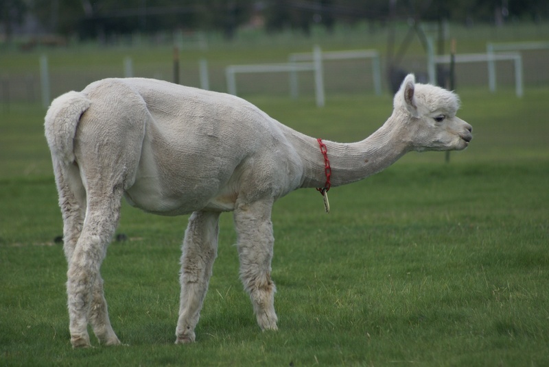 domestic animals, animal, alpaca, grass, animal themes, green color, pets, land, alpaca farm, field, outdoors, central oregon, livestock, domestic, standing