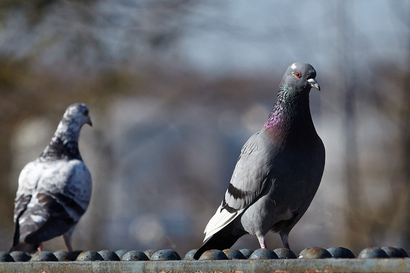 nature, animal, bird, taube, full length, vertebrate, animal themes, outdoors, focus on foreground, close-up, animal wildlife, tauben, vogel, 5K, dove - bird