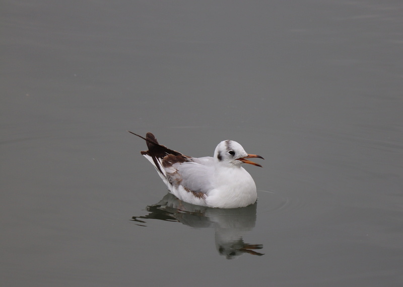 birds, no people, water bird, animals, animal themes, outdoors, rising, copy space, wings, sky, wing, dom, flying, 4K, nature, see vogel, reflection, bird