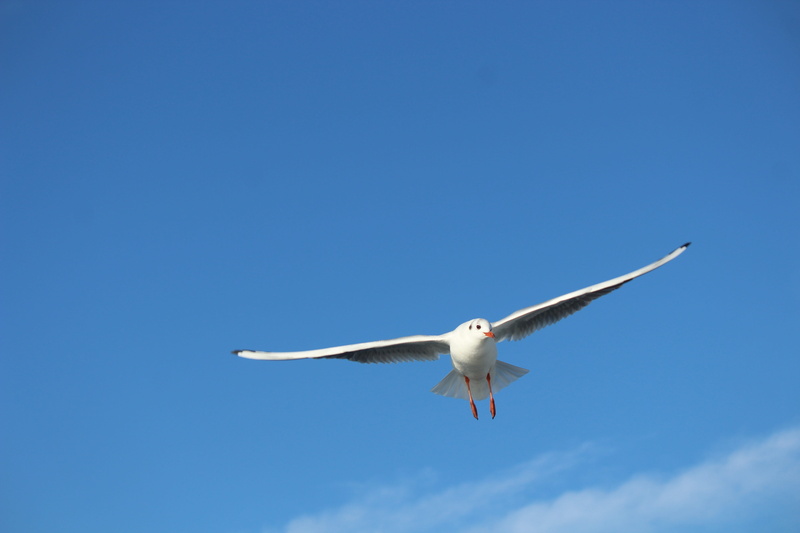 5K, rising, animal themes, flight, vertebrate, animal, spread wings, animal wildlife, white, stork, full length, birds, ocean, wing, animal body part